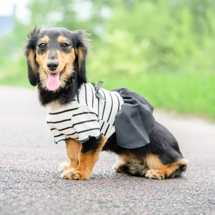 かわいいデフォルメの元になったお写真